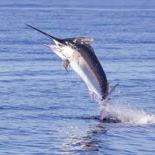 152 resep ikan marlin ala rumahan yang mudah dan enak dari komunitas memasak terbesar dunia! Goriau Ikan Ini Perenang Tercepat Di Dunia Bisa Kalahkan Kecepatan Mobil