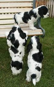 American Cocker Spaniel Black And White Zim Family Black And White Puppy Picture Hall Of Fame Puppies Cocker Spaniel Dog Dogs