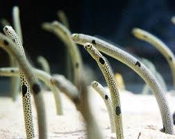 Garden Eels Animal Floats Eel Facts Dumb Friends League