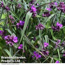 Image result for Strombosiopsis