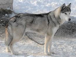 New and used items, cars, real estate, jobs thanks for your questions and inquiries but all puppies are sold pending pickup. Home Of The Seppala Siberian Sleddog