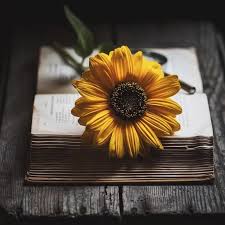 Fondo pantalla girasoles full hd girasoles en tablero de madera. Vintage Fondos De Pantalla Girasoles Novocom Top