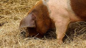 So for a female and male, they should cost you about $31.99 up to $40. How Much Does It Cost To Raise A Pig