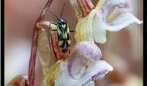 Image result for Epipogium roseum