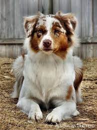 australian shepherd dogs australianshepherdheart australianshepherdlovers hunde tiere hund australian shepherd
