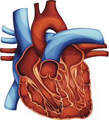 May 30, 2018 · péricardite. Pericardite Malattie Cardiologia Pazienti It