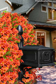 Image result for Dicliptera hensii