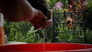 Sloths have two kinds of distant relatives. Bath Time For Baby Sloths Too Cute Animal Planet