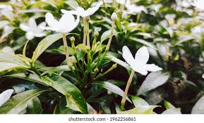 Image result for Oleaceae