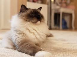 225796249_4603210899718621_2339917473899847042_n.jpg :: Jantario Wittek*CZ