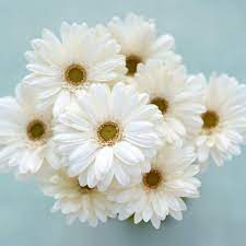 White Gerbera Flower Bouquet Tap To See More Clean White Simplistic Wallpapers Mobile9 White Flower Bouquet White Flowers Flowers