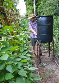 The Rainbarrel Man The Landscape Drip Irrigation Kit