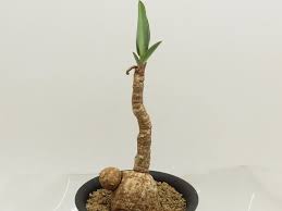 Image result for Euphorbia eranthes