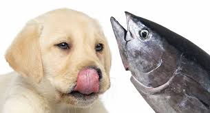 Can Dogs Eat Tuna Fish Is Tuna Good For Dogs