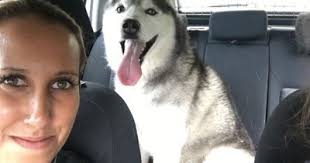 Essex Police officers help reunite adventurous husky found in Braintree  with owners