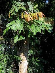 Daun jeruk purut (citrus hystrix dc. Nama Daerah Nama Tanaman Kompasiana Com