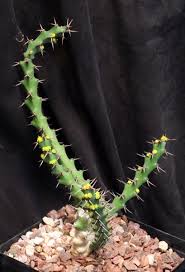 Image result for Ipomoea richardsiae