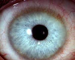Kontaktlinsen Auge Online