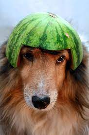 An adorable dachshund has become a viral sensation for balancing a series of random objects on his head. Watermelon Head Kibbles Wearing A Hollowed Out Mini Waterm Flickr