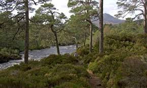 Country Diary Dog Falls Walk Glen Affric In An Ancient Arboreal World Scottish Landscape Glen Affric Scotland Mountains