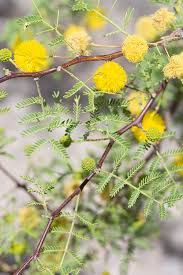 Image result for Acacia grandicornuta