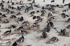 I got interested in penguins from a young age and as i grew i realized that penguins are such fascinating birds. Penguins In Cape Town Boulders Beach Penguin Colony Tours