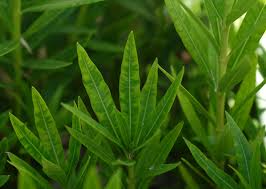 Image result for xylella fastidiosa oleander symptoms