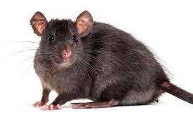 We provide mouse control tips and products to solve mice and rodent infestations. Vegan Pest Control Veganfriendly Org Uk
