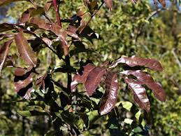 Image result for Bersama lucens