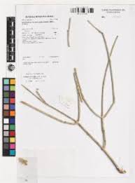 Image result for Cynanchum viminale