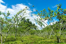 Learn where you can find mulberry trees for sale, plus get care, planting, and growing instructions for your mulberry trees. Red Mulberry Tree The Only Native Tree To North America