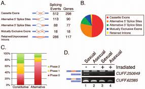 When the apa is located upstream of the alternative splicing events of each pair, these splicing events can be diminished due to the early cleavage site. Classification Of Alternative Splicing Events A Number Of Splicing Download Scientific Diagram