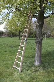 346 orchard ladder stock video clips in 4k and hd for creative projects. Orchard Ladder