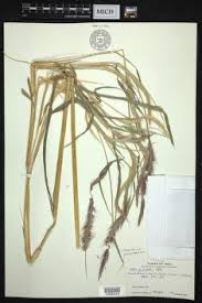 Image result for Cenchrus polystachios