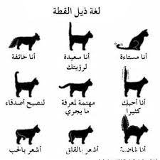 لغة القطط كيف تقرأ أفكار القطط من خلال إيماءاتها ثقف نفسك