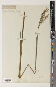 Image result for Scleria poiformis