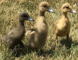 Ducklings and goslings can be introduced to swimming water as early as one week of age but you must be very careful. Indian Runner Ducks Ducks Animals Background Wallpapers On Desktop Nexus Image 2407764