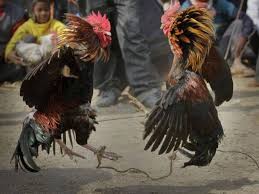 Ayam tarung vietnam biasanya dikenal dengan nama lain di indonesia dengan nama ayam pakhoy yang masih memiliki sedikit rasa penasaran mengenai keunggulan dan kualitas ayam pakhoy ini didalam arena pertandingan sabung ayam. Ayam Jantan Bunuh Tuan