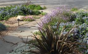 L A Peluso Designs Landscape Design And Consulting Front Yard Plants California Native Plants Front Yard Garden