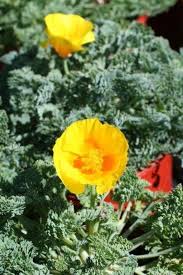 Image result for Eschscholzia