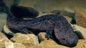 We did not find results for: Chinese Giant Salamander San Diego Zoo Animals Plants