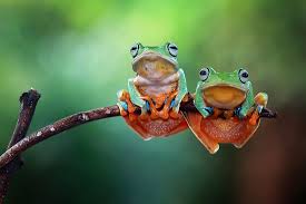 Characteristics Of Amphibians Worldatlas