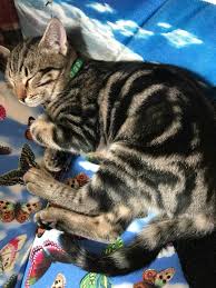 Tc Engin Korkmaz Adli Kullanicinin Kedi Poncik In Yaramazliklari Panosundaki Pin Kedi