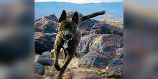 With optimum care, life expectancy is 10 to 12 years. Pitbull German Shepherd Mix Facts