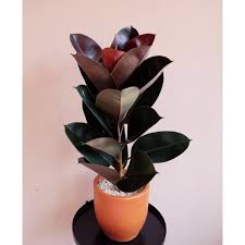 Tangkai bunga anggrek yang panjang, membuat bunga anggrek terlihat sangat anggun sehingga tak heran bila dapat dipadukan dengan gaya ruangan apapun. Tanaman Hias Indoor Karet Kebo Pohon Karet Kebo Dalam Ruangan Tanaman Hidup Bunga Hidup Shopee Indonesia