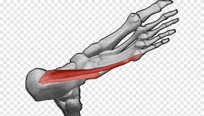 We did not find results for: Thumb Abductor Digiti Minimi Muscle Of Foot Abductor Digiti Minimi Muscle Of Hand Abductor Hallucis Muscle Dedo Angle Hand Png Pngegg