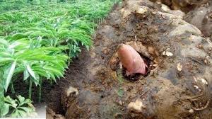 Menjari berpangkal 3, berwarna hijau cenderung gelap ataupun hijau cerah. Tanaman Porang Adalah Tanaman Umbi Yang Lagi Naik Daun Ini Cara Menanam Budidaya Dan Manfaatnya Surya Malang