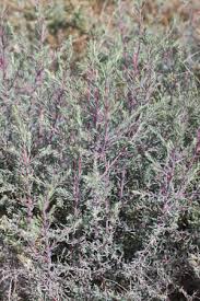 Image result for Suaeda plumosa