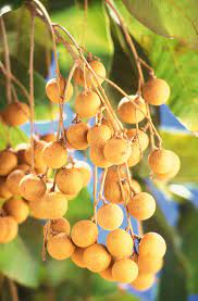 Here are 2 possible meanings. Longan Wikipedia