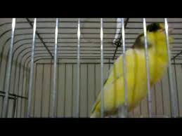 Bulbul Otumlu Kanarya Sov Umit Midilli Nightingale Song Canary Sing Sing Youtube Canary Singing Song Bird Canary